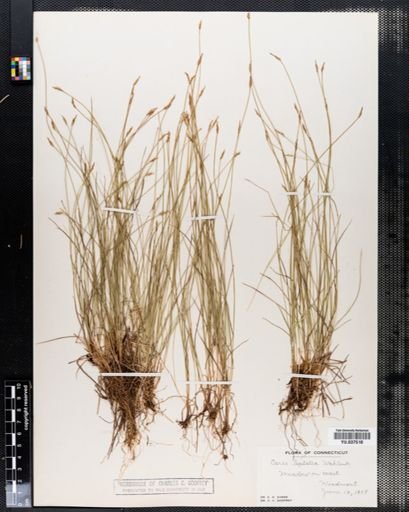 Carex leptalea