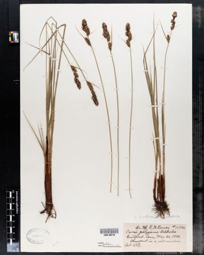 Carex buxbaumii