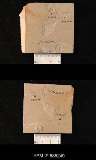 undet. Hymenoptera