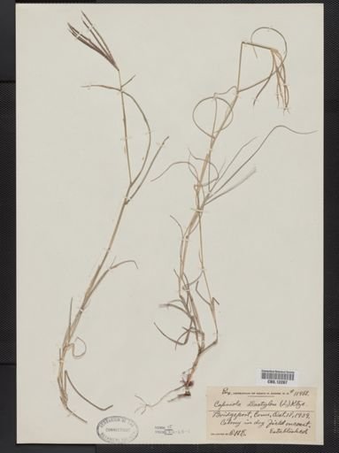 Cynodon dactylon