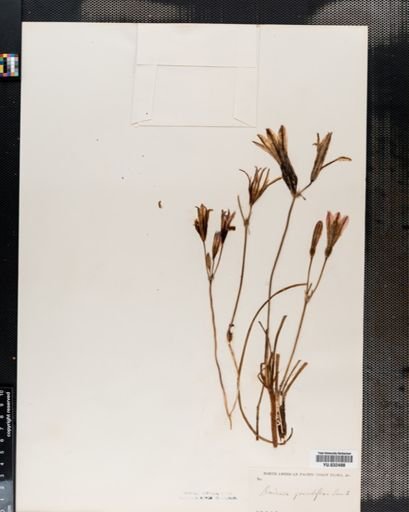 Brodiaea