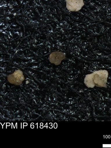 undet. Foraminiferida