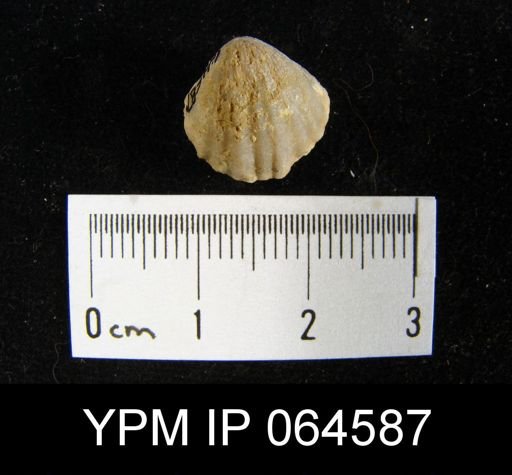 Sieberella roemeri