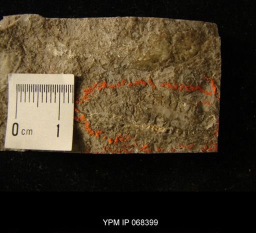 undet. Cephalopoda