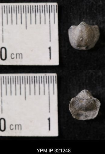 Ambocoelia sp.