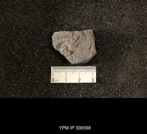 Phestia sp.