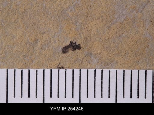 Diptera
