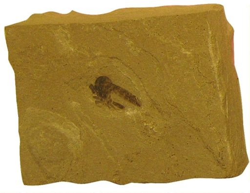 undet. Asilidae