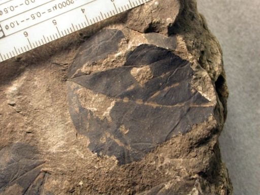 Angiospermopsida