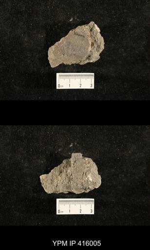 Myalina sp.; fragments of