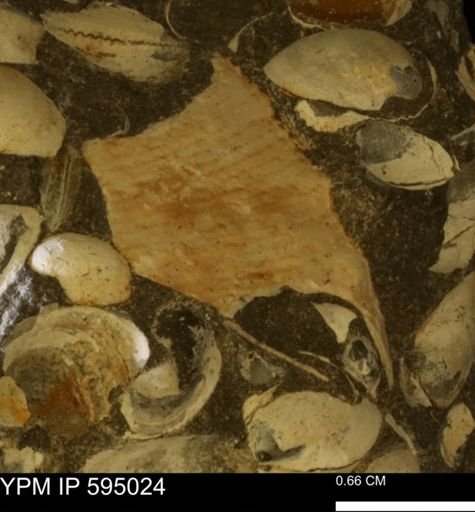 undet. Mollusca