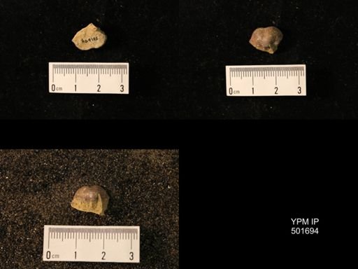 Marginifera splendens
