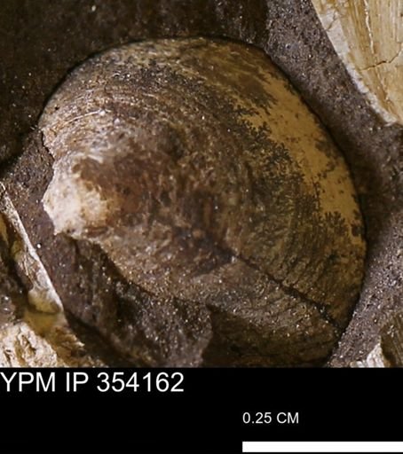 undet. Mollusca