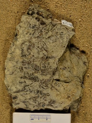 Triphyllopteris rarinervis