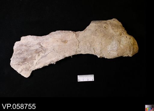 Xiphactinus?