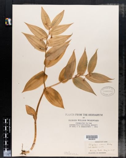 Streptopus roseus