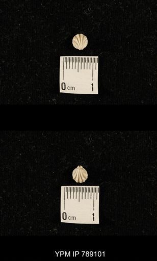 undet. Brachiopoda