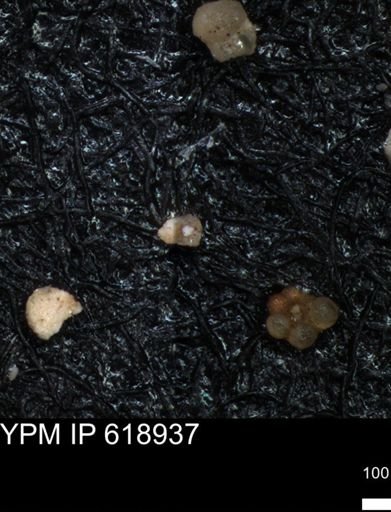 undet. Foraminiferida