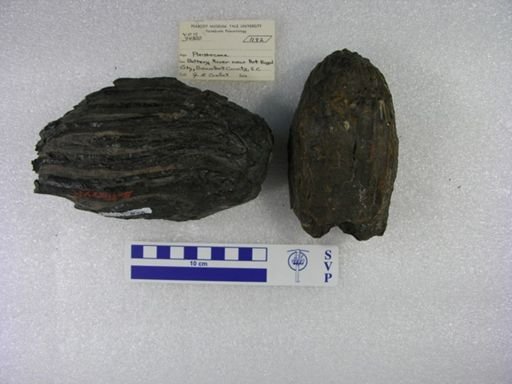 Mammuthus sp.