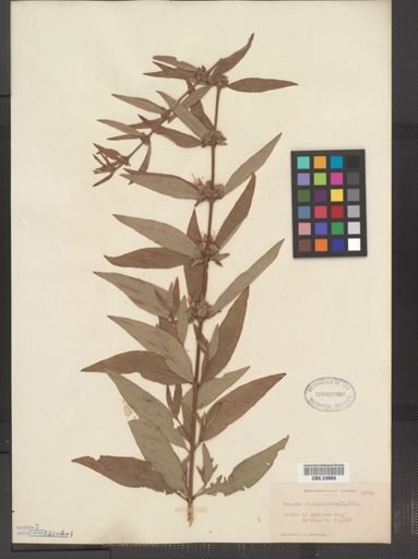 Decodon verticillatus