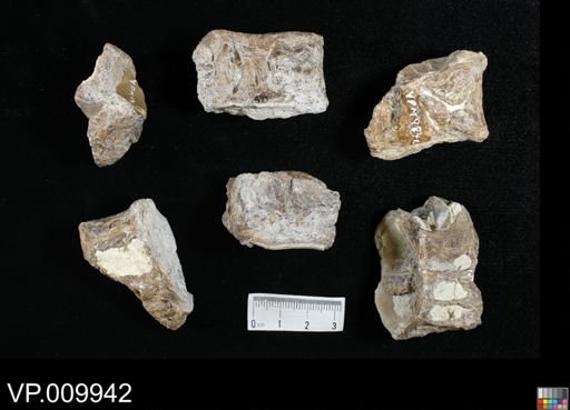 Ichthyodectes?