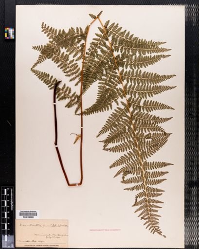 Dennstaedtia punctilobula