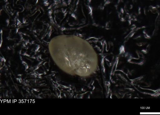 undet. Foraminiferida