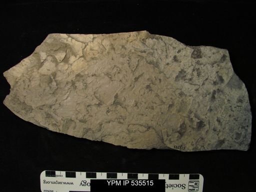 undet. Eurypterida