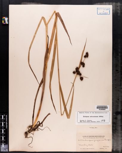Scirpus atrovirens