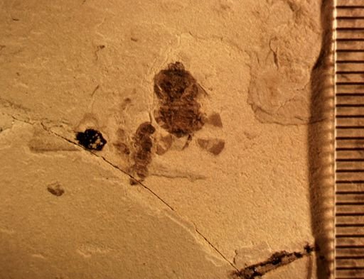 undet. Fulgoridae