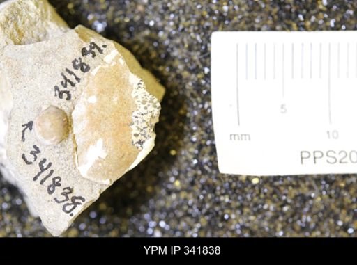 undet. Gastropoda