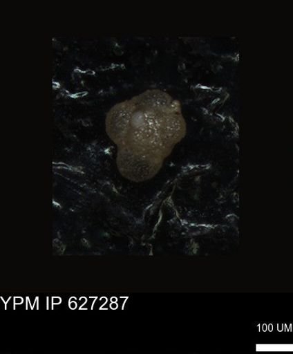 undet. Foraminiferida