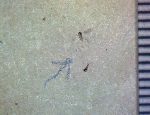 Diptera?