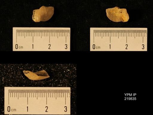 Chonetes granulifer