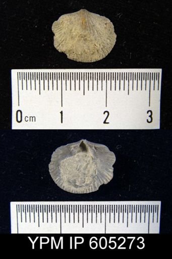Dalmanella emacerata