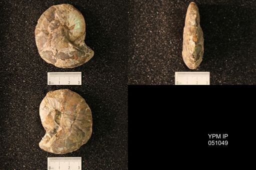 Hoploscaphites nicolletii
