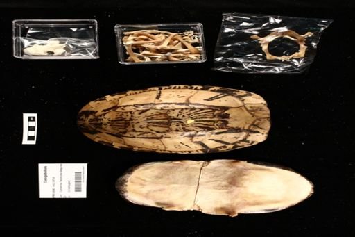 Cuora galbinifrons