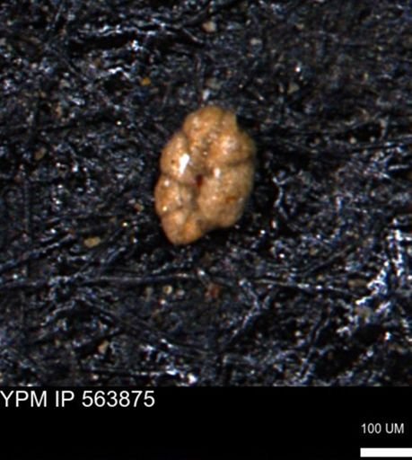 Alveolophragmium linki