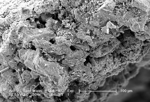Palaeoneilo sp.