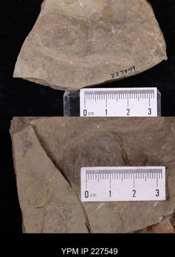 undet. Annelida