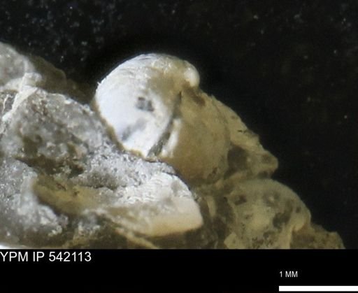 Corbulamella gregaria