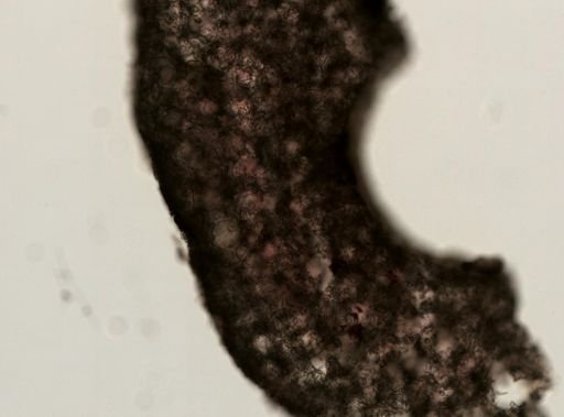 Macandrewia clavatella