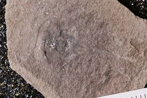 Euproops danae