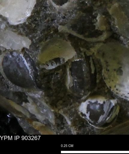 undet. Bivalvia