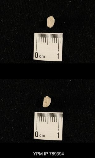 undet. Bryozoa