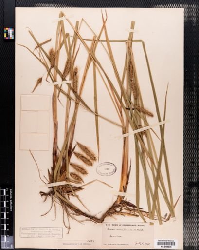 Carex
