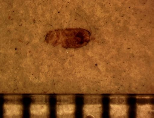 Insecta?
