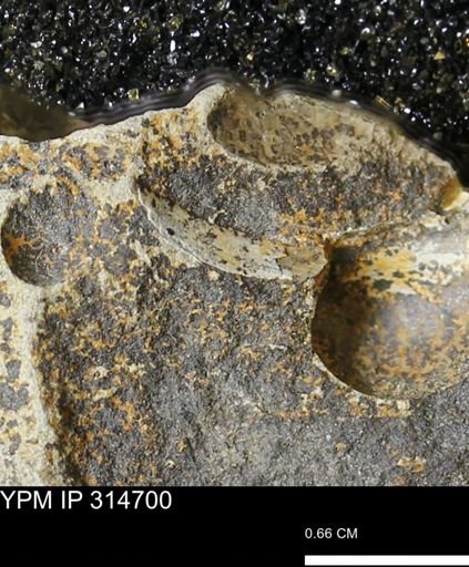 undet. Mollusca