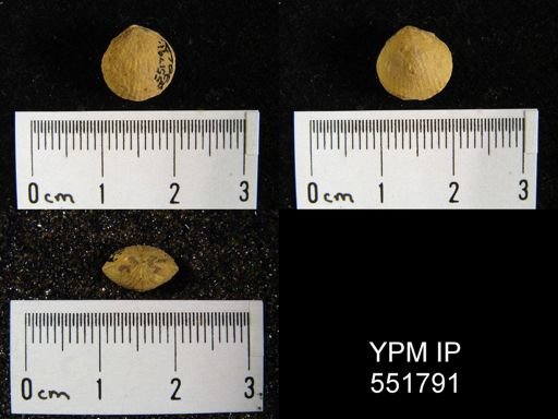 Atrypa tennesseensis