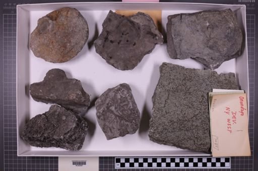 mixed taxa, stratigraphic collection